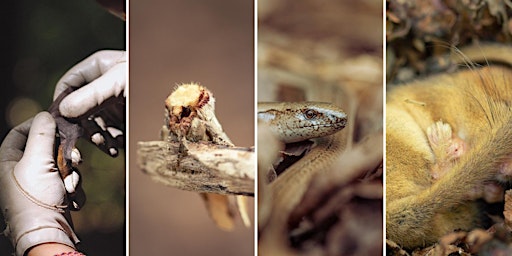 Primaire afbeelding van Photographing Britain's Hidden Species - A wildlife talk and presentation