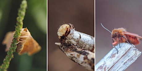 The Secret life of Moths - A wildlife talk and Presentation