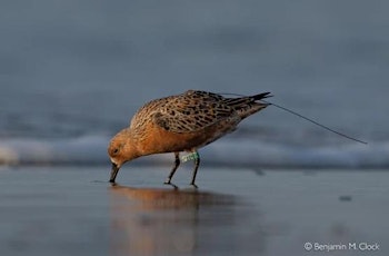 SIB Presents SC Critical Role in the Survival of Arctic Nesting Shorebirds primary image