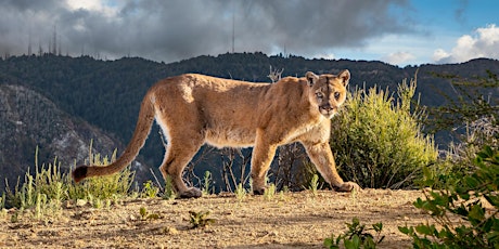 Primaire afbeelding van Motion Activated Wildlife Photography with Johanna Turner - Pasadena