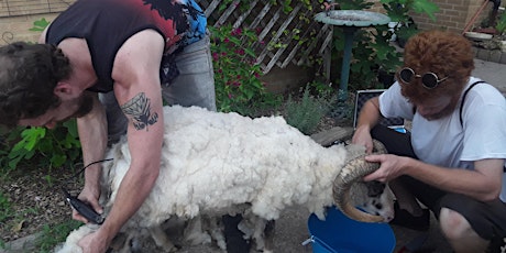 Sheep Shearing and Cleaning of the Wool