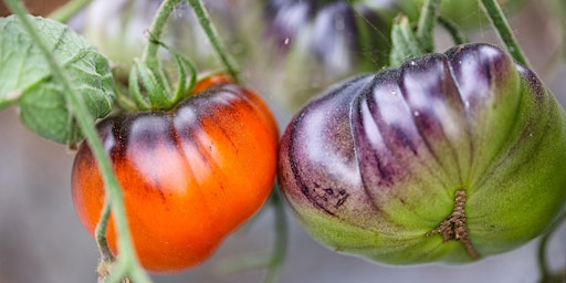 All Things Tomato on the Farm – Sunday, May 19, 2024  primärbild
