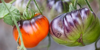 All Things Tomato on the Farm – Sunday, May 19, 2024 primary image