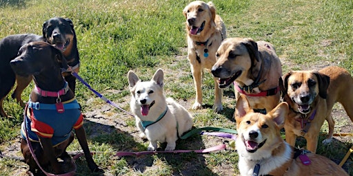 Primaire afbeelding van Tarpon Springs Dog Walking Meetup