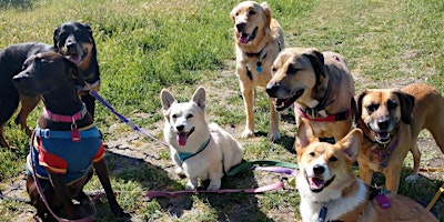 Imagem principal do evento Tarpon Springs Dog Walking Meetup