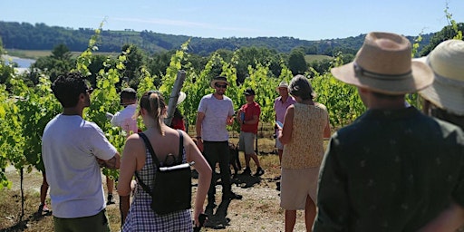 Imagem principal do evento Tamar Valley Vineyard Guided Tour