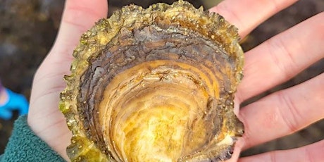 Solent Seascape Project winter series - Native oysters talk