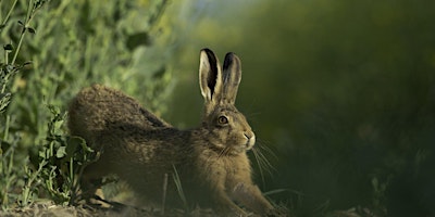 Hauptbild für The Alternative 'Easter Bunny' Day Camp Woolley Firs, Maidenhead 12  April