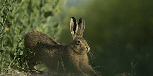 The Alternative 'Easter Bunny' Day Camp Woolley Firs, Maidenhead 12  April primary image