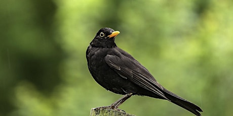 Dawn Chorus at Woolley Firs Maidenhead Sunday 5th May for adults