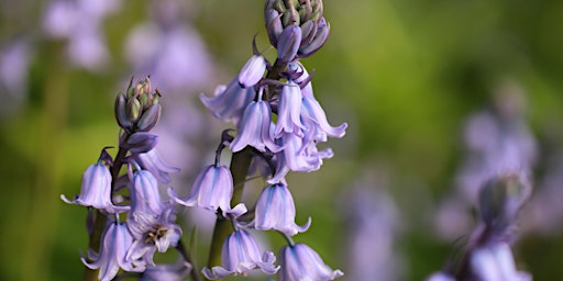 Primaire afbeelding van Blue Bell Walk