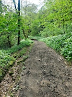 Hauptbild für First Time Foraging Walk