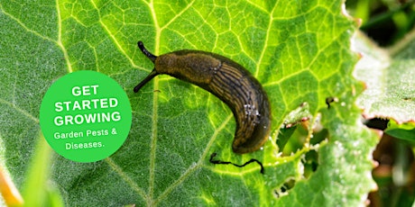 Get Started Growing  - Plant Pests & Diseases