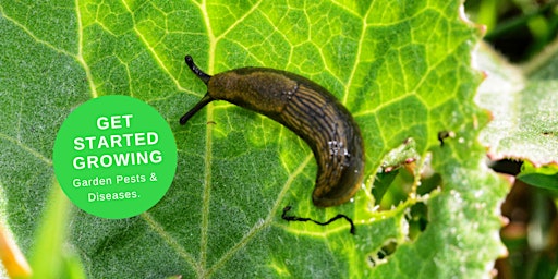 Hauptbild für Get Started Growing  - Plant Pests & Diseases