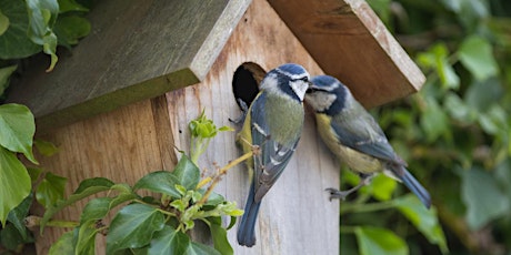 Guided walk for the RSPB Big Garden Birdwatch  primärbild