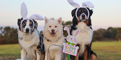 Imagem principal do evento Doggy wagtastic Easter meet-up