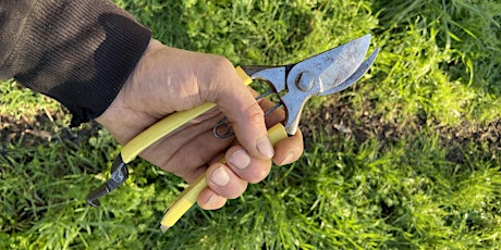 Imagen principal de Community Orchard Pruning and Maintenance Day 1 - Millfields Park, Hackney