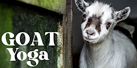 Goat Yoga in Arlington primary image