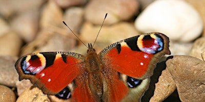 Imagem principal do evento Butterfly walk and talk -  Woolley Firs, Tuesday 16 July (Adults only)