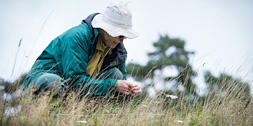 Hauptbild für Invertebrate Surveying for adults - Woolley Firs, Wednesday 28 August