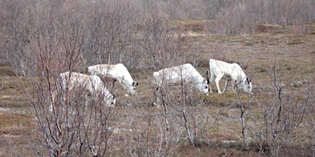Hauptbild für Podiumsdiskussion mit norwegischen Sami-Vertretern