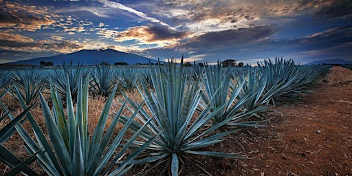 Tequila Cinco de Mayo – Taste the world of Tequila primary image