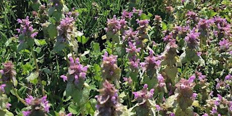 Hauptbild für Spring Wildflower Forage