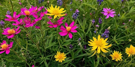 Hauptbild für Spring Wildflower Forage