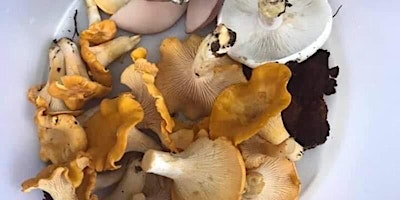 Primaire afbeelding van SPRING FUNGI FORAGE