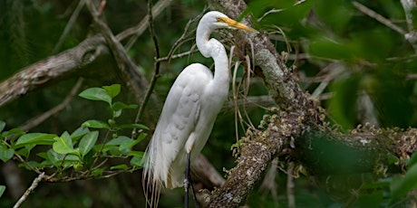 Primaire afbeelding van Wading Bird Walk