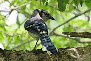 Birding in Wilket Creek Ravine  primärbild