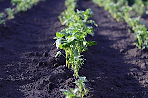 Imagem principal de Getting Started in the Garden - Hardening off and Planting