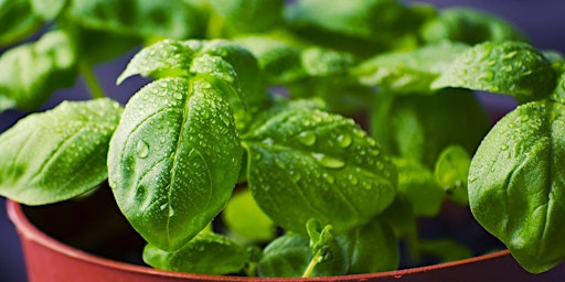 Hauptbild für Growing and Using Herbs