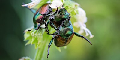 Insects, Friend or Foe primary image