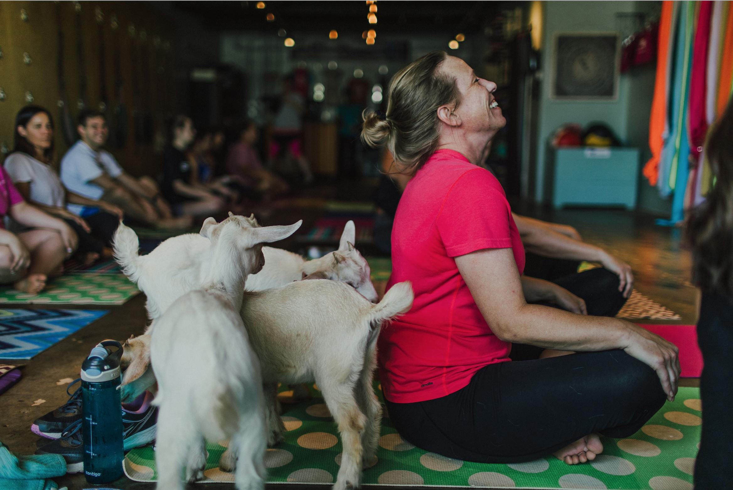 Yoga with Baby Goats