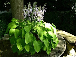 Hauptbild für Shade Gardens