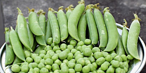 Seed Saving  primärbild