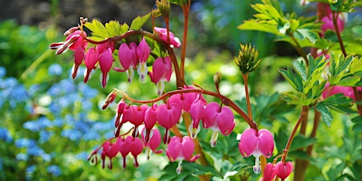 Hauptbild für Gardening with Annuals and Herbaceous Perennials