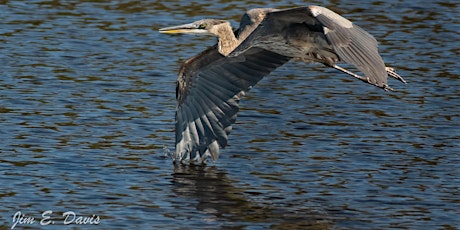 WISE Nature Walks: Lake Sumter Landing