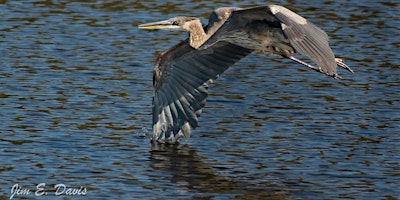 Hauptbild für WISE Nature Walks: Lake Sumter Landing
