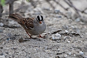 Primaire afbeelding van Advanced Bird Camp - Grasslands