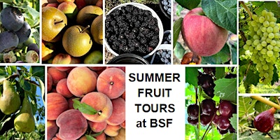 Imagen principal de Summer Fruit Tour at BSF