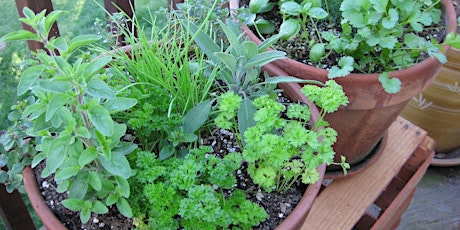 Image principale de Container Gardening