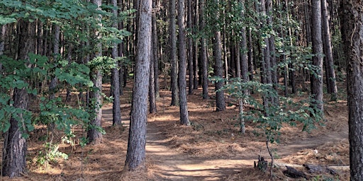 Primaire afbeelding van The Forest and Human Health: Talk and Walk (Forest Bathing)