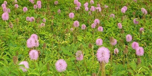 Hauptbild für No Mow, Stay Low Groundcovers