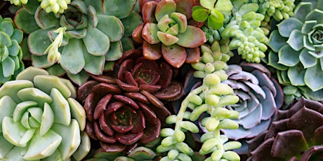 Succulent Workshop