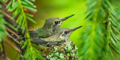 Primaire afbeelding van Bird Walk at Nature Trails Park