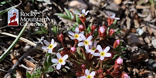 Primaire afbeelding van Early Wildflowers of Rocky Mountain National Park