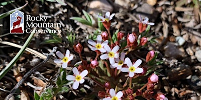 Imagem principal do evento Early Wildflowers of Rocky Mountain National Park