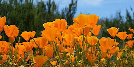 Workshop: Plant Family Identification primary image